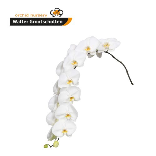 Snij Phalaenopsis by Walter Grootscholten Orchid Sensation White X Large