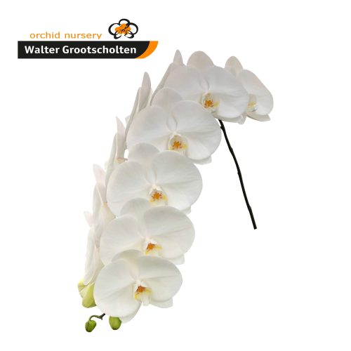 Snij Phalaenopsis by Walter Grootscholten Orchid Sensation White