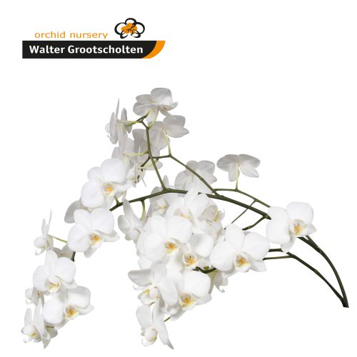 Snij Phalaenopsis by Walter Grootscholten Orchid Venice White