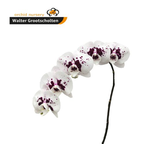 Snij Phalaenopsis by Walter Grootscholten Orchid Wine Drops