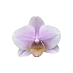 Snij Phalaenopsis by Walter Grootscholten Orchid Baby Pink