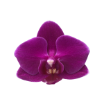 Snij Phalaenopsis by Walter Grootscholten Orchid Baby Purple