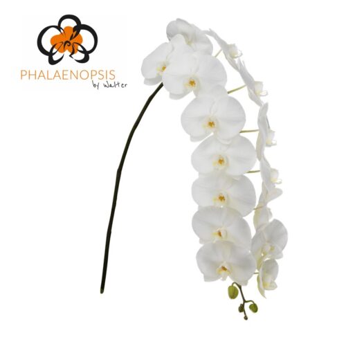 Snij Phalaenopsis by Walter Grootscholten Orchid Sensation White X Large
