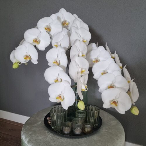 Snij Phalaenopsis by Walter Grootscholten Orchid Magnificent Maliha