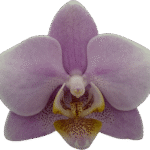 Snij Phalaenopsis by Walter Grootscholten Orchid Baby Pink