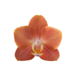 Snij Phalaenopsis by Walter Grootscholten Orchid Horizion