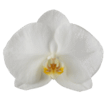 Snij Phalaenopsis by Walter Grootscholten Orchid Magnificent Maliha