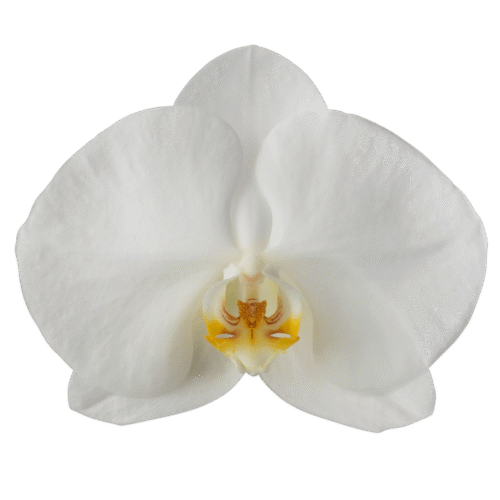 Snij Phalaenopsis by Walter Grootscholten Orchid Magnificent Maliha