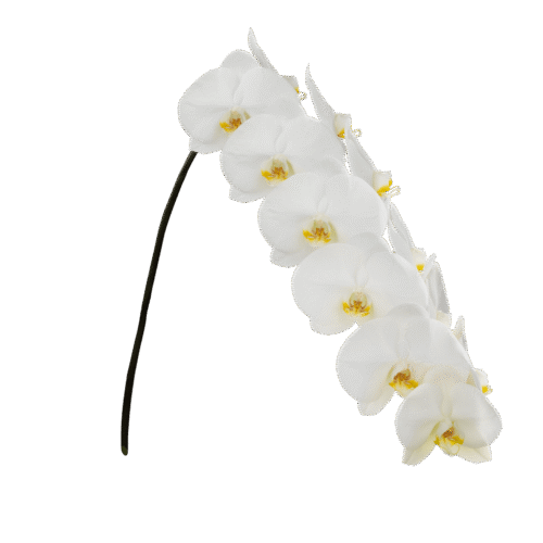 Snij Phalaenopsis by Walter Grootscholten Orchid Magnificent Maliha