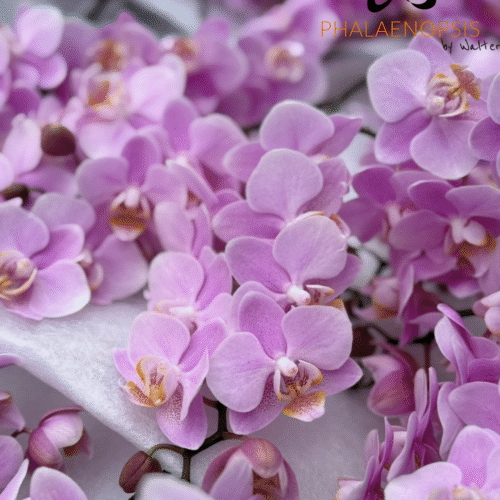 Snij Phalaenopsis by Walter Grootscholten Orchid Baby Blush